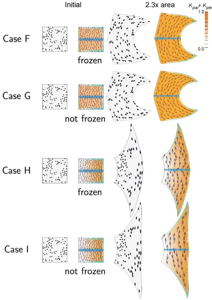 Figure 2. 2D growth patterns with non-uniform POL gradient. Colours and symbols as for Figure 1.