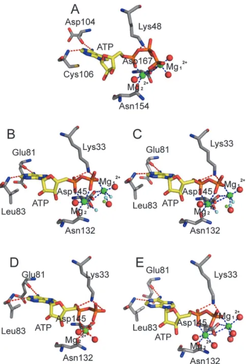Fig 7. Schematic representation of the hydrogen bonds and coordination bonds in ATP active site in System 5 and in four CDK2 X-ray structures