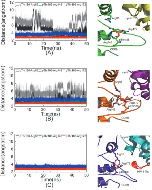 Fig 3. Distances between phosphate group of pThr186 and guanidine group of arginine triad versus simulation time