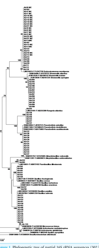 Figure 1 Phylogenetic tree of partial 16S rRNA sequences (302 bp) of A. brasiliensis isolates and type strains sequences