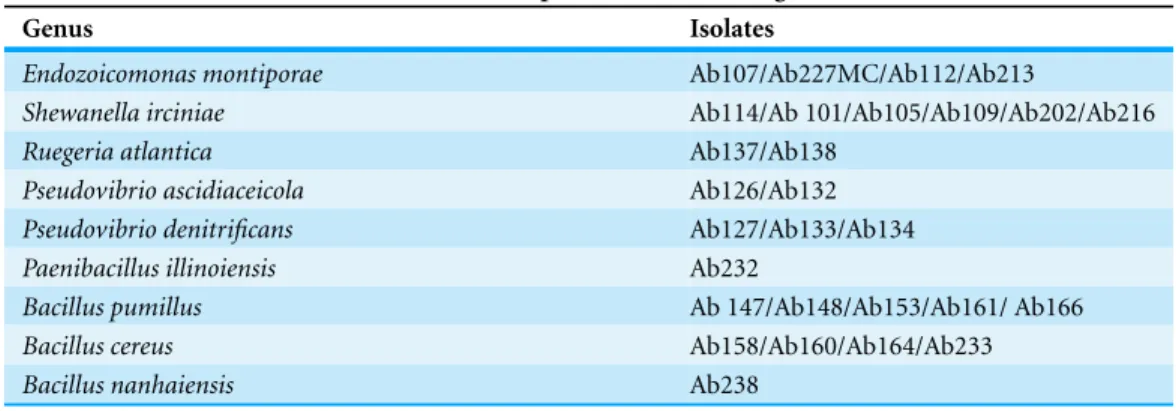 Table 1 Bacterial isolates of A. brasiliensis showed antimicrobial activity. Results of antimicrobial activity tests