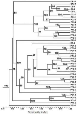 Fig. 1: Grouping  of  the  AFLP  phenotypes  of  Rhizoctonia  solani  based  on  similarity  indexes  Nodes  numbers  represent  the  resampling  analysis support value