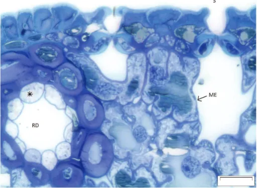 Fig. 1. A light micrograph of a Scots pine needle cross section. The sectioning was done from a resin-embedded needle and the 2 µm thick section was stained with Toluidine blue according to B ¨ack et al