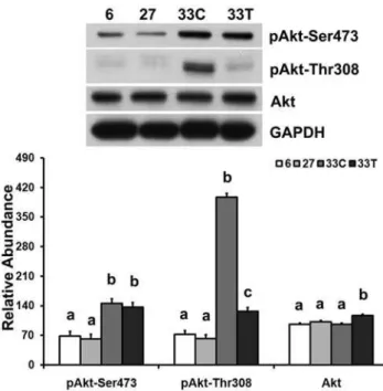 Figure 2B), and acetaminophen treatment trended to increase pGSK3b abundance compared to that observed in the  age-matched control group (P = 0.06)