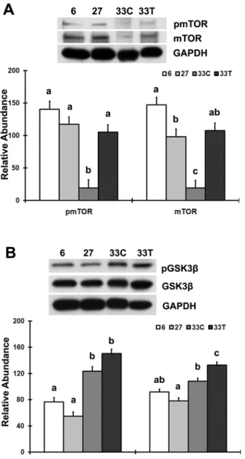 Figure 3. Akt hyper-phosphorylation does not appear to be related to increased IR-b, PI3K-p85, and PDK1 protein levels