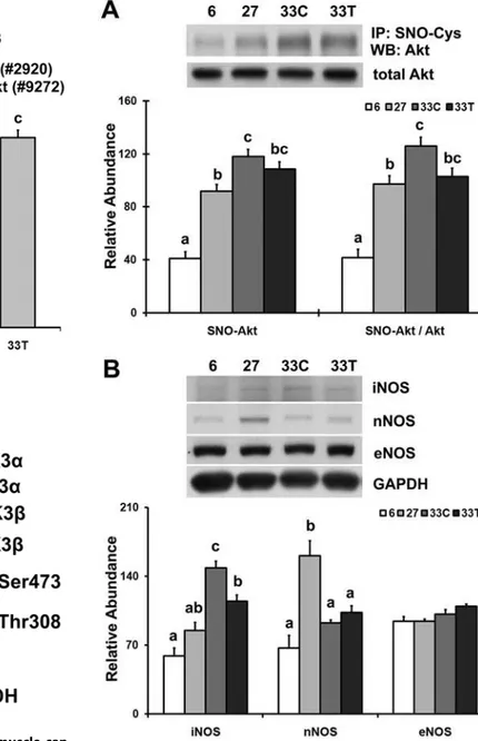 Figure 5. Akt dysfunction is associated with increases in iNOS and Akt S-nitrosylation