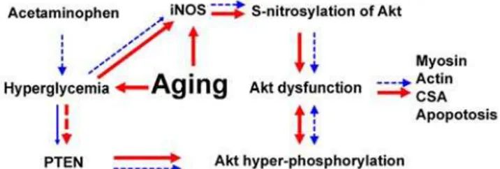Figure 9. Proposed mechanism of age-associated Akt dysfunc- dysfunc-tion and the effects of acetaminophen intervendysfunc-tion