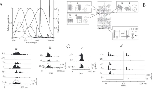 Fig. 1 .  Emission spectra of CRT monitors, stratiication of tectal activity, and transmission of the color signals in the networks of movement detec- detec-tors in the ish retina