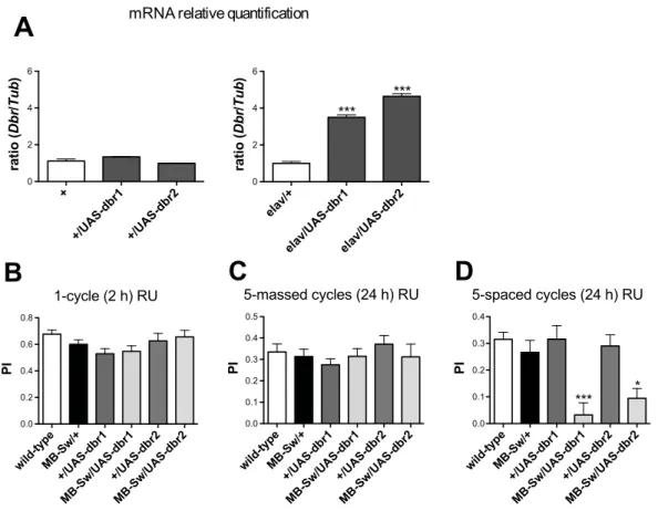 Figure 3. dbr RNAi expression in the adult MBs impairs LTM formation. (A) dbr mRNA expression analyses