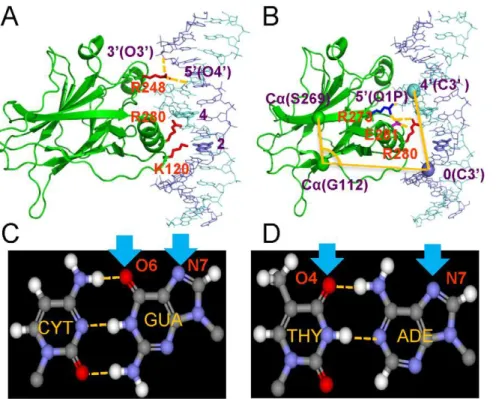 Figure 1. Illustration of the monitored p53 core domain-REs specific interactions and p53 intra-domain interactions
