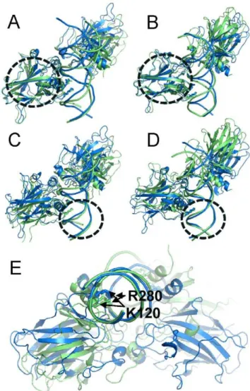Figure 5. Conformational changes of complex of p53 with the 14-3-3s 1 st half site due to the change in Lys120 interaction pattern