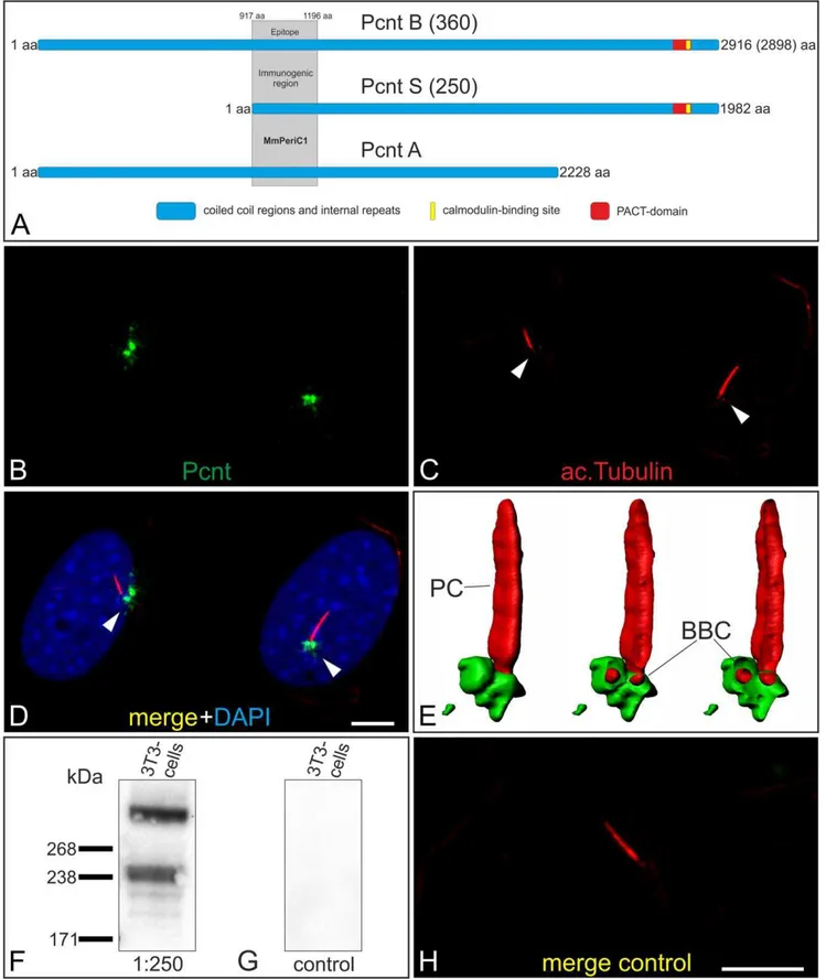 Figure 1. Characterization of the Pericentrin antiserum MmPeriC1. (A) Scheme of the known and published Pcnt splice variants: Pcnt B (360, accession number (AN): NP_032813 or BAF36559), Pcnt A (AN: partial, AAO24322.1) and Pcnt S (250, BAF36560)