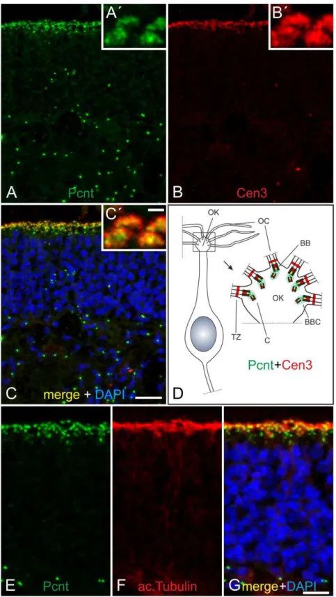 Figure 3. Localization of Pericentrin at mouse olfactory cilia. (A–C) Micrographs of a cryostat section through an adult mouse olfactory epithelium double labeled with the MmPeriC1 antiserum against Pcnt (A and A’, green) and an antibody against Cen3 (B an