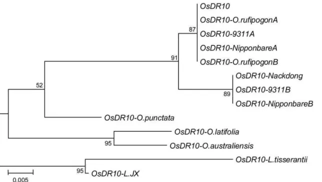 Figure 7. Phylogenetic analysis of the coding regions of OsDR10 and its homologs from different species