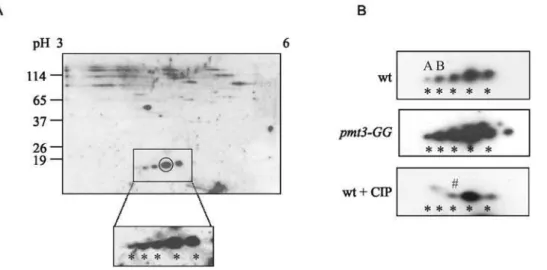 Figure 1B and Figure 2 indicate that two prominent acidic forms (A,B) are lost following CIP treatment, consistent with them being phosphorylated forms.