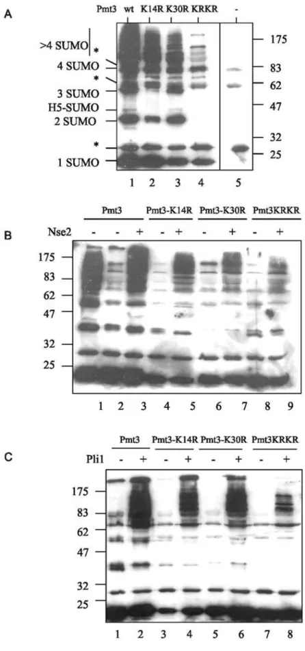 Figure 5. Pmt3 sequence requirements for chain formation. A–C. Mutant forms of Pmt3 tested for ability to form Pmt3 chains using the in vitro sumoylation assay in the absence of target protein