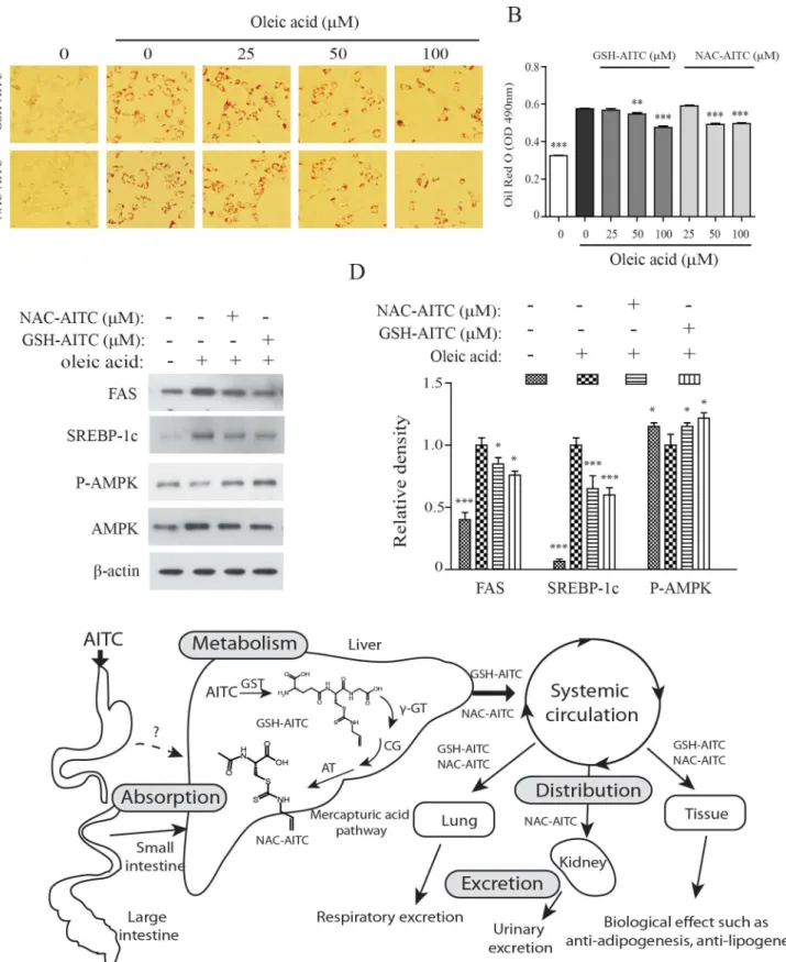 Fig 6. Inhibitory effects of GSH-AITC and NAC-AITC on oleic acid-induced lipid accumulation