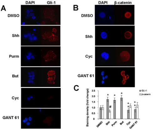 Figure 2. Distribution and levels of Gli-1 and b-catenin in HT-29 cells. Confocal microscopy of cytospin preparations showing the relative nuclear and cytoplasmic distribution and levels of Gli-1 (A) and b-catenin (B) in HT-29 cells exposed to different st