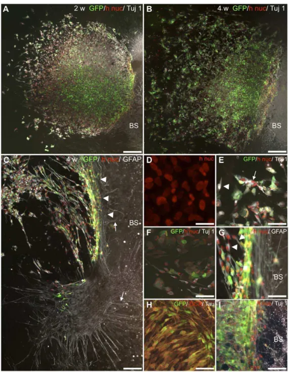 Figure 3. Distribution and migration of HNPCs cultured adjacent to BS slices. A. At 2 weeks migration of h nuc (red) and GFP (green)+