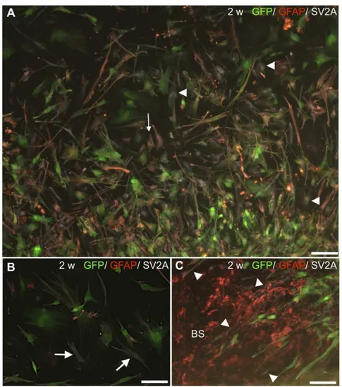 Figure 6. HNPCs differentiate into a glial lineage after co-culture (adjacent deposit)