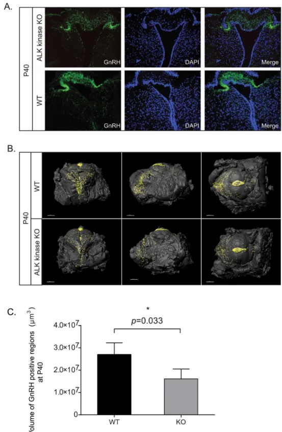 Fig 5. ALK knockout mice display reduced GnRH expression. (A) Confocal analysis of GnRH expression in P40 ALK kinase KO