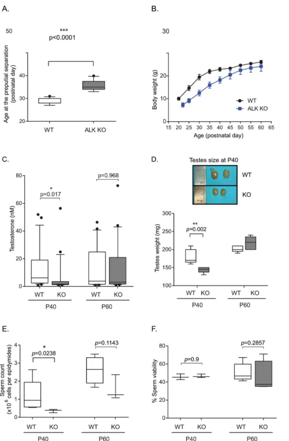 Fig 2. Effect of loss of ALK activity on puberty onset and testosterone levels. (A) The age at preputial separation was assessed in littermate control (n = 11) and ALK mutant (n = 12) male mice