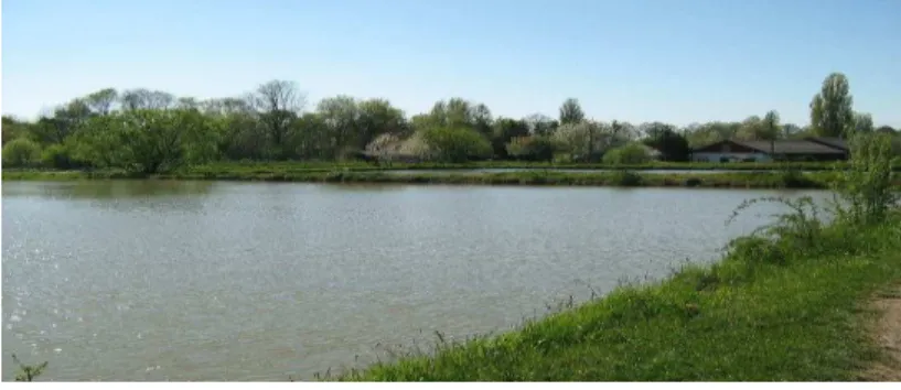 Figure 1.  General view  of experimental ponds. 