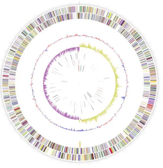 Figure 1. Circular representation of the Shewanella piezotolerans WP3 genome. From the outside inward: the first and second circles show predicted protein-coding regions on the plus and minus strands, by biological role: translation/ribosome structure/biog