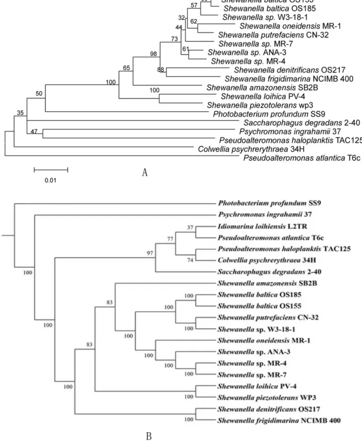 Figure 2. Phylogenetic tree based on 16S rRNA (A) and whole proteome analysis (B). The phylogenetic tree of the 16S rRNA gene sequences from various Shewnaella species was constructed by neighbor-joining method using the programs of MEGA package