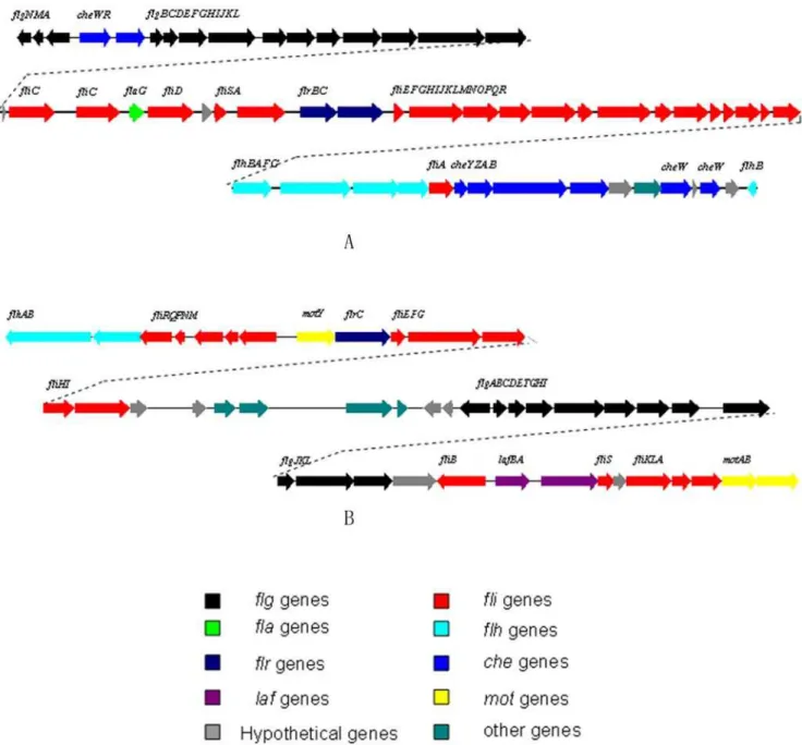 Figure 6. Gene organization map of two flagellum systems in WP3. A: Flagellum gene cluster I (polar): swp1493—swp1550; B: Flagellum gene cluster II (lateral): swp5082—swp5126