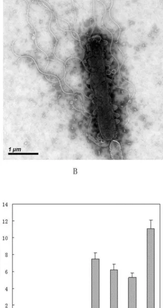 Figure 7. TEM image of polar (A), lateral ( B) flagella and the transcriptional regulation of genes in flagellum synthesis under different pressures (C) and temperatures (D)