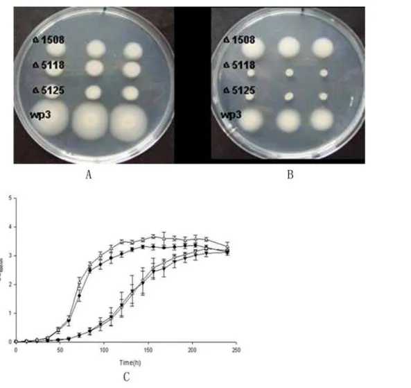 Figure 8. Motility and growth assays of the WP3 strains. The motility assays for WP3 and the mutants (WP3D1508 has defect in polar flagellum; WP3D5118, WP3D5125 defect in lateral flagellum) were conducted on 0.3% agar plates at 20uC (A) or 4uC (B)