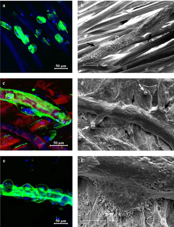 Fig. 3.  3D reconstructions from CLSM image stacks (left column) and SEM images (right column) of monocyte- monocyte-derived osteoclast-like cells after 12 days of cultivation on uncoated (a,b) as well as collagen-coated (c-f) chitosan scaffolds