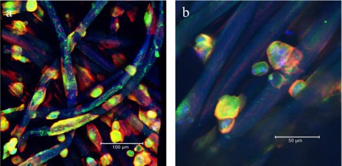 Fig. 5. 3D reconstructions from CLSM image stacks of monocyte-derived osteoclast-like cells after 18 days of cultivation on chitosan scaffolds