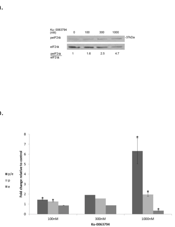 Figure  10.    Catalytic  inhibitor  of  mTOR  increases  eIF2alpha  phosphorylation: