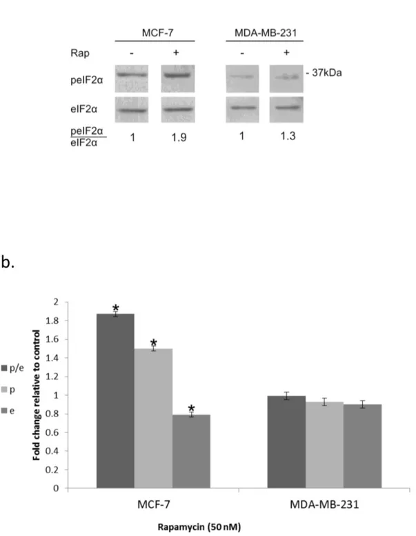 Figure  1.    Increased  eIF2α  phosphorylation  in  response  to  rapamycin:  .   a.  Cells  were  incubated  for  24  hours  with  50  nM rapamycin, harvested and processed for determination of changes in eIF2α phosphorylation b
