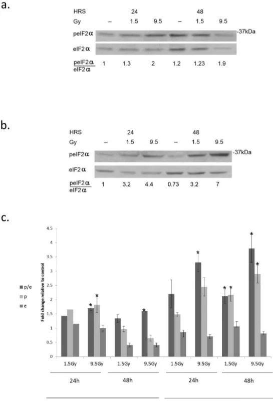 Figure 2.  Increased eIF2α phosphorylation in response to radiation:.  a. MCF-7 and b