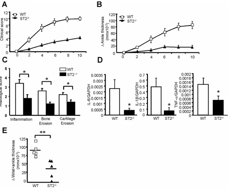 Figure 1. ST2 deficiency attenuates K/BxN arthritis. Arthritis was initiated in ST2 2/2 mice and their WT littermates via intraperitoneal administration of K/BxN mouse serum on days 0 and 2 (n = 5/group)