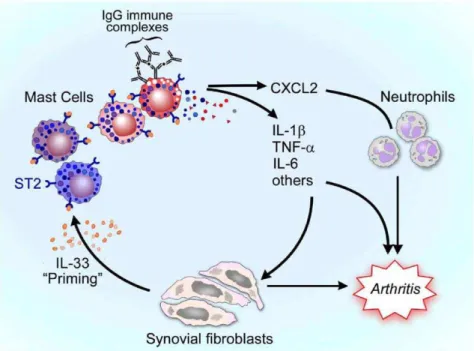 Figure 5. IL-33-mediated priming of MCs for immune complex-dependent arthritis. In the model proposed, synovial fibroblasts release IL- IL-33 in a constitutive or induced manner