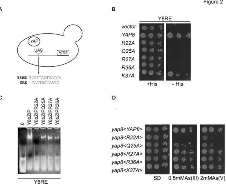 Figure  2.    Several  conserved  amino  acid  residues  of  Yap8  are  relevant  for  its  DNA  binding  and  activity