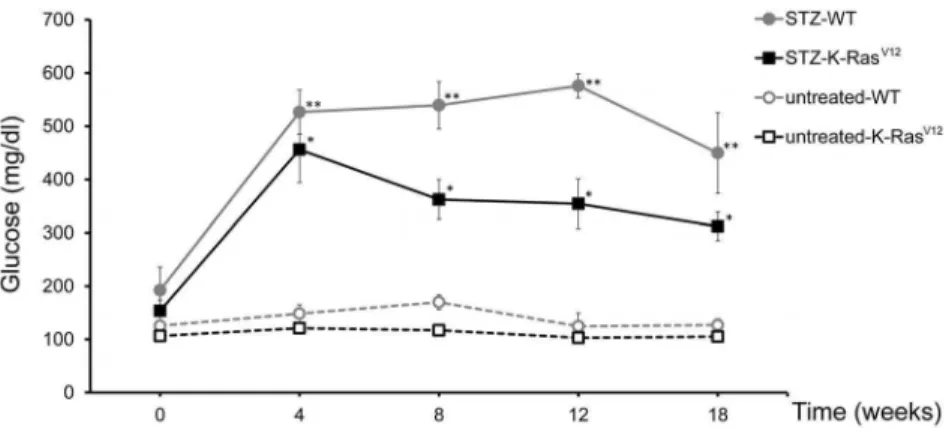 Figure 2. Histology and immunostaining of pancreas in treated and untreated mice with STZ