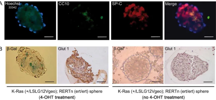 Figure 7. Oncogenic K-Ras induces Glut1 expression in BASCs. A. Immunofluorescent analysis of CC10 (green) and SP-C (red) dual positive BASCs of K-Ras (+/LSLG12Vgeo); RERTn (ert/ert) mice after 4-OHT treatment in vitro