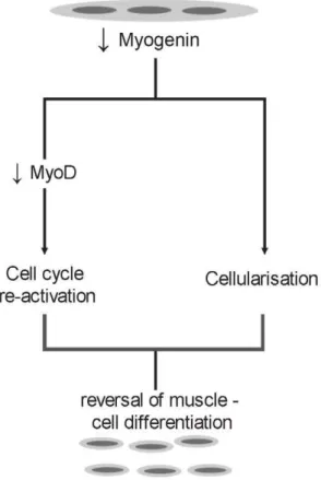 Figure 8. Hypothesis on myogenin-mediated reversal of muscle cell differentiation. Down-regulation of myogenin in terminally differentiated myotubes cleaves terminally differentiated cells into mononuclear cells which reenter cell cycle through  down-regul
