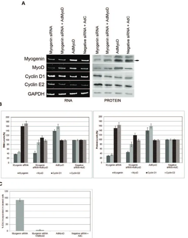 Figure 7. Cleavage of myotubes and cell cycle reactivation have different pathways. (A), (B) RT/PCR and protein analysis on cells co- co-transfected with myogenin siRNA and AdMyoD showed normal MyoD levels compared to cells co-transfected with myogenin siR