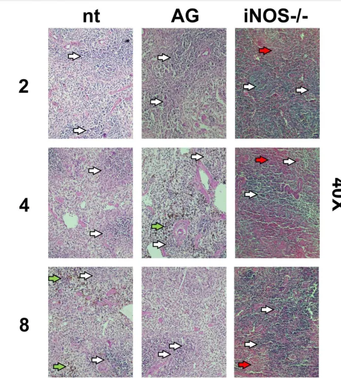 Figure 5: Histological images of spleen preparations (HE stain) from non-treated, treated  (aminoguanidine) and iNOS -/-  8Gy irradiated mice