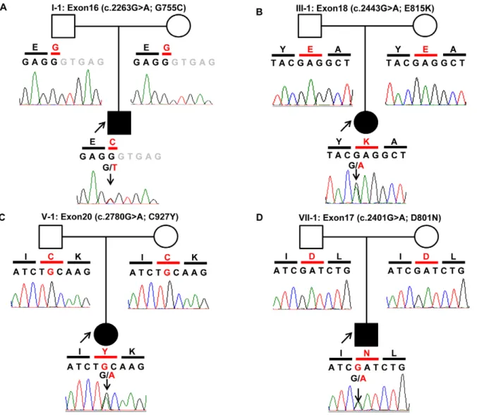 Figure 2. Chromatograms of four de novo mutations identified in ATP1A3 . Data were obtained by Sanger sequencing during the confirmation process