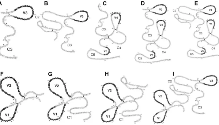 Figure 1. Fragments of gp120 used for epitope mapping studies. Fragments of the gp120 gene were selected based on the two-dimensional structure of Leonard et al
