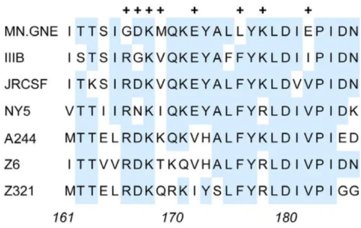 Figure 3. Alignment of V2 domains of HIV-1 envelope proteins that differed in binding V2 MAbs