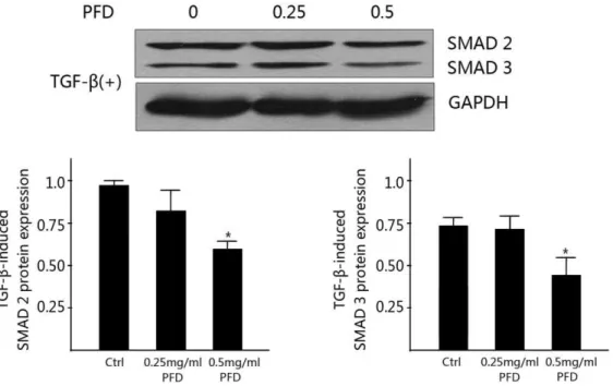 Figure 10. Inhibitory Effect of PFD on TGF-b2-induced Expression of SMADs protein. Western blot showed that pirfenidone (0.5 mg/ml) reduced the TGF-b2-induced Expression of SMAD2 and SMAD3 when compared with control cells