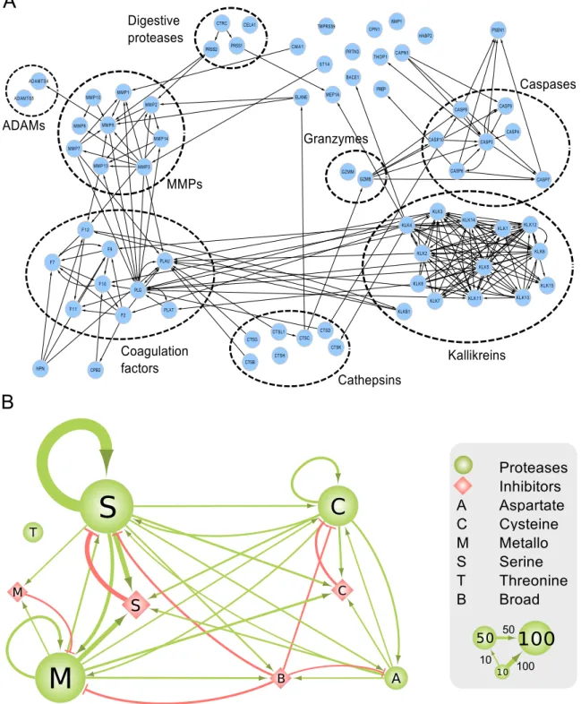 Figure 4. Interactions between protease groups in the human protease web. (A) Click-to-zoom figure of detailed connections between pathways and protease groups in the strongly connected component of the network